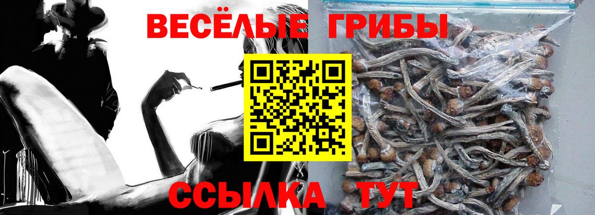 Псилоцибиновые грибы Psilocybine cubensis Новоалтайск